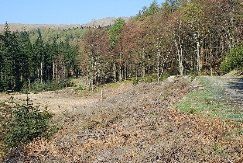 Forest road by Harrop Tarn