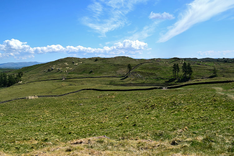 Grandsire from School Knott