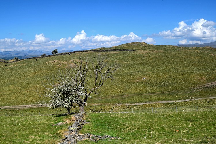 School Knott from Grandsire